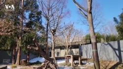 Панда-дипломатия Китая и США. В Вашингтоне начинаются 10-летние «гастроли» Бао Ли и Цин Бао