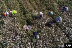 Хлопкоробы в Синьцзяне. Фотография 2017 года.