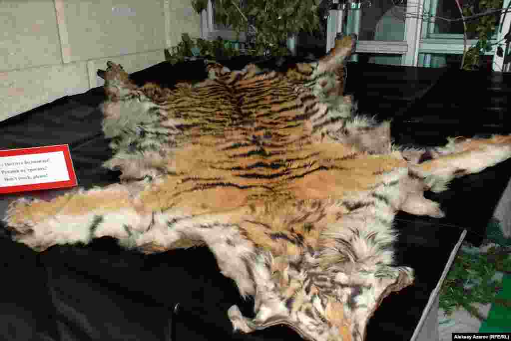 Традиционно во время &laquo;Ночи в музее&raquo; проводится выставка двух предметов. На этот раз выложили шкуру вымершего туранского тигра (на фото) и тяньшанского бурого медведя (занесен в Красную книгу). Эти шкуры музей получил от общества &laquo;Казкрайсоюзаохота&raquo; 85 лет назад.