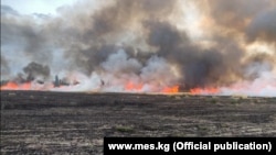 Иллюстрациялык сүрөт. 