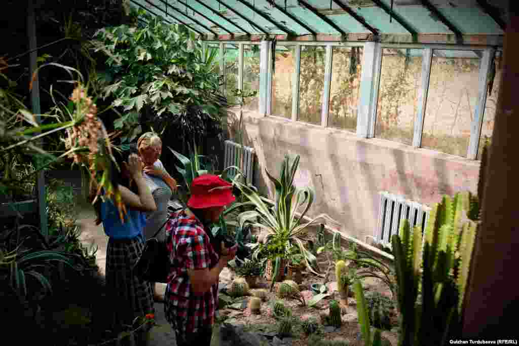 &quot;Жыл сайын башка өлкөлөрдөн өсүмдүктөрдүн уругун алып, ар бир өсүмдүктү өзүбүз өстүрүп чыгабыз. Оранжерия жакында эле оңдоп-түзөөдөн өттү. Бирок анын жылуулук системасы да оңдоп-түзөөгө муктаж. Тилекке каршы ага акча жок. Кыш келген сайын 2018-жылдын кышындагы окуя кайра кайталанбаса экен деп коркобуз&quot;, - деди оранжериянын жетекчиси, биология илимдеринин доктору Ирина Бондарцова.