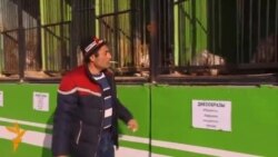 Бишкектеги көчмө зоопарк