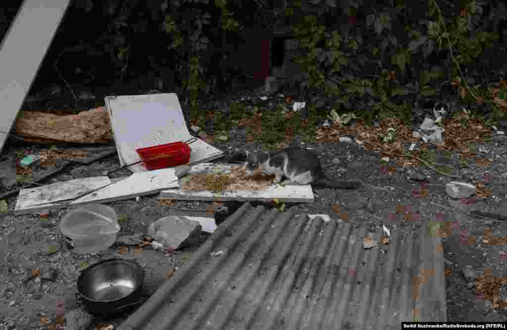 У місті багато покинутих домашніх тварин. Їх підгодовують місцеві, і військові