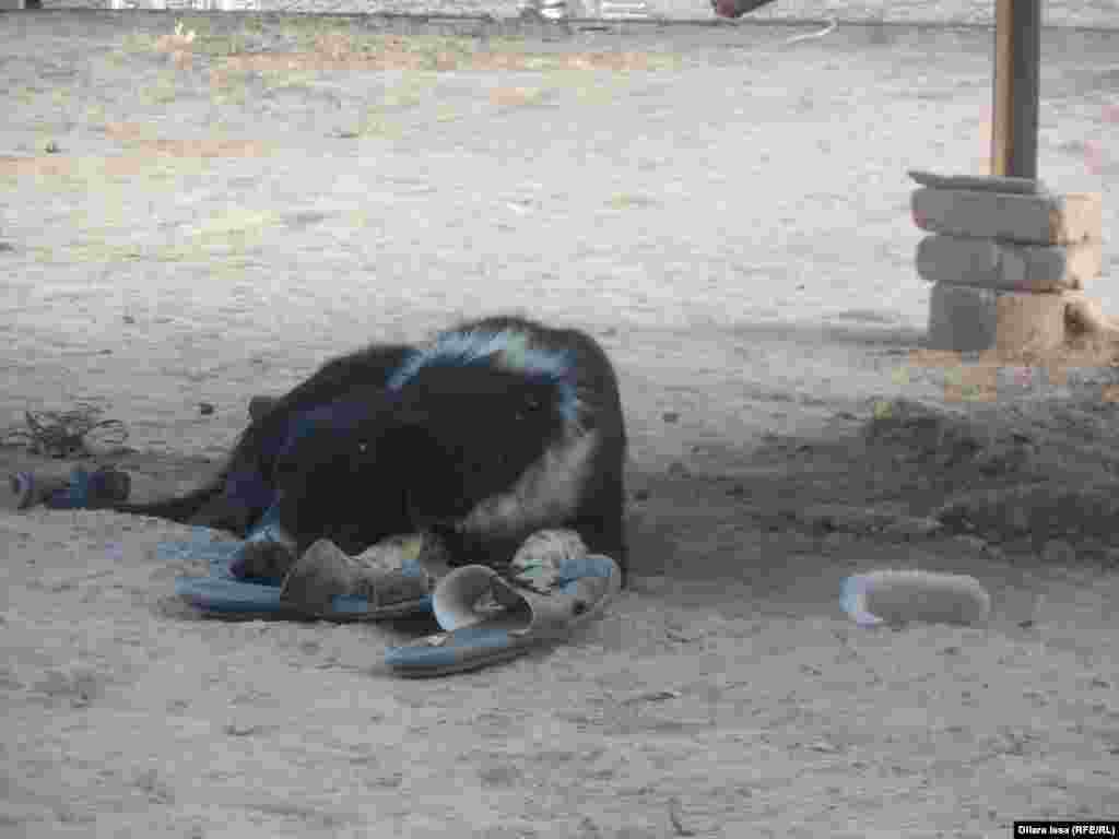 Сторожевая собака, живущая у Арапбая и Рахимы.