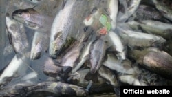 Иллюстративное фото.