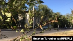 Бишкек. Лев Толстой көчөсү. 15-июль, 2020-жыл.