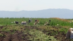 Diňle: Maryda içgi sebäpli polisiýanyň eline düşen adamlar mejbury işlerde işledilýär