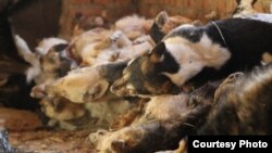 Хайваннарны яклаучылар төшергән рәсем