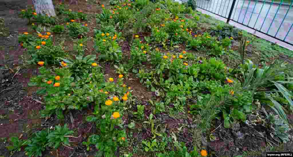 В місті зацвіла календула