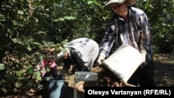 В прошлом сезоне Абхазия потеряла из-за мраморного клопа половину урожая мандаринов, много потеряно и ореха-фундука