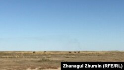Домашний скот на пастбище близ села Жанатан. Актюбинская область, 9 октября 2018 года.