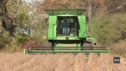 Як американські фермери виживають під час торговельної війни з Китаєм