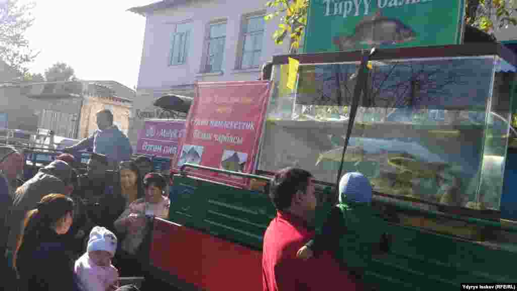 Жармаңкеде балык фермасынын тирүү балыктарына кызыккандар көп болду.