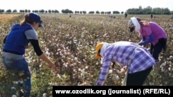 Ўзбекистоннинг Самарқанд вилоятида ишчилар пахта термоқда. (Архив сурати)