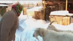 Башкортстанда кәҗә асраучылар арта бара