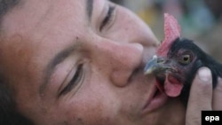 После получения тревожного сообщения жители Испании едва ли будут способны на такие проявления любви к домашней птице