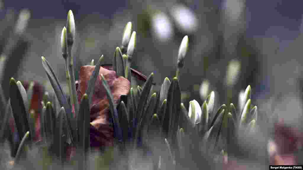 У ботанічному саду Нікіти також розцвіли проліски