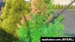 Maryda jemagat gulluklaryň işgärleri guran we saralan agaçlary ýaşyl reňke boýaýarlar. Fewral, 2025.