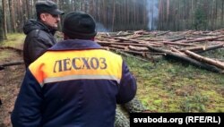 Высечка лесу ў Берасьцейскай вобласьці, 2017 год, архіўнае фота