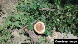 Пенек от одного из срубленных деревьев в Бишкеке. 