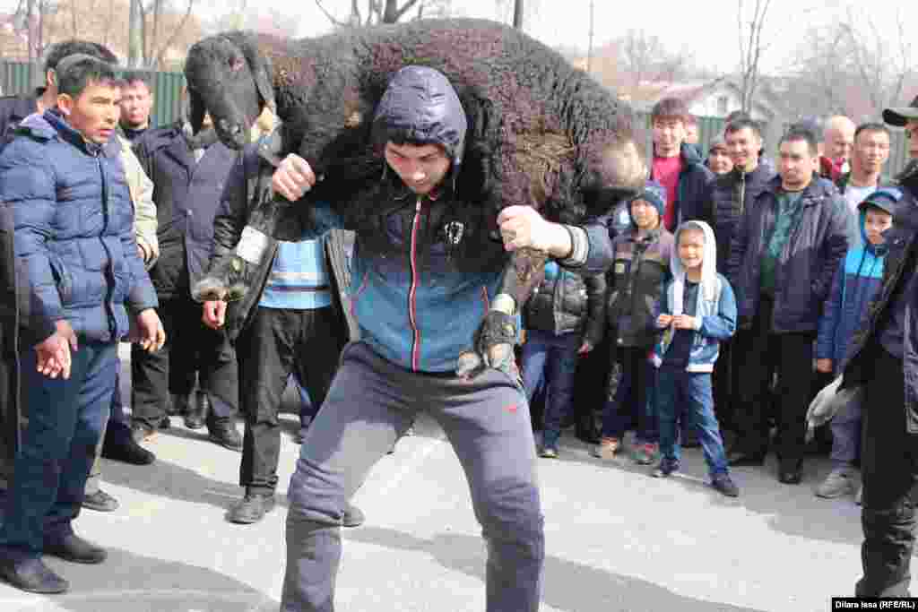 Этот житель Шымкента поднял 55 раз кошкара весом 50 килограммов.