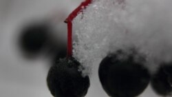 Карагаттын мөмөсү.