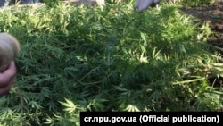 Кара куурай. Иллюстрациялык сүрөт. 