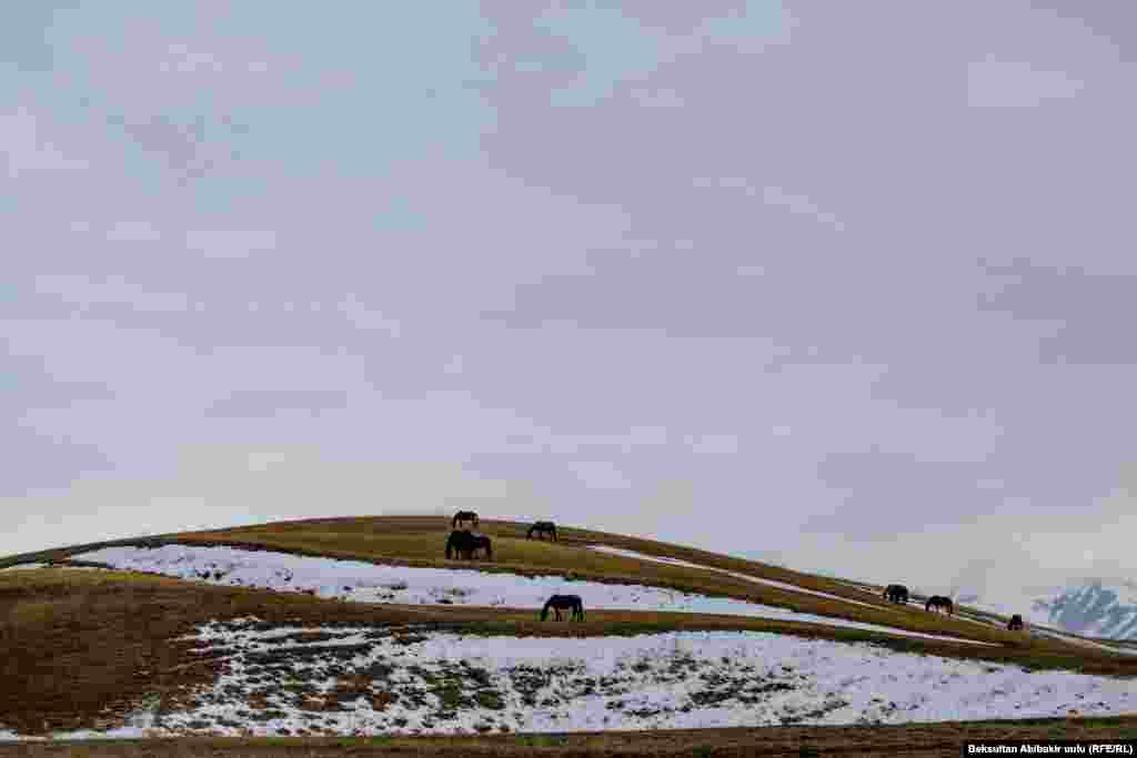 Адырдагы жылкылар.&nbsp;