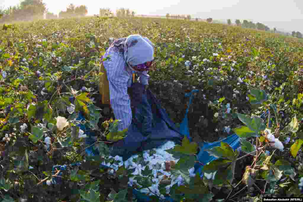 Ак буланын баары колдо жыйналат. Беш-алты аял бир гектарды эки күндө жыйнап коюшат.