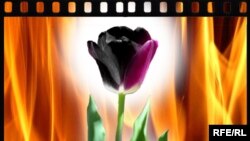 Тюльпан - символ финансовой спекуляции