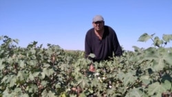 Balkanda polisiýa pagta ýygmakdan boýun gaçyran raýatlary rezin dürre bilen "urýar"