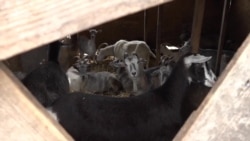 Із містян – у фермери: історія родини Щербакових з-під Запоріжжя (відео)