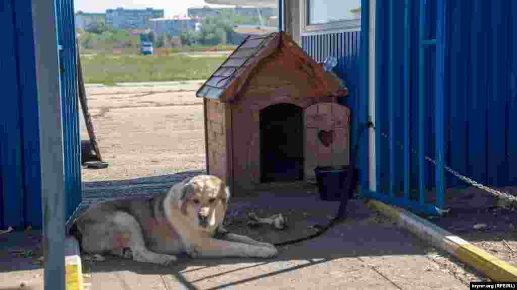 Перші в основному експлуатують радянські транспортні вертольоти, другі &ndash; старенькі &laquo;кукурудзники&raquo; Ан-2, спортивні &laquo;Яки&raquo; і легкомоторні літаки. &nbsp; Що зараз відбувається на аеродромі &laquo;Заводське&raquo; в Сімферополі, зафіксував кореспондент Крим.Реалії.