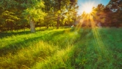 Тест: җәйге табигать