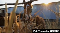 Лошадь на ферме Анатолия Горбачева. Село Чеботарево, Западно-Казахстанская область. 27 августа 2021 года.