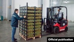 Armenia - Workers at the Spayka food export company store apricots at a warehouse outsideYerevan, 22Jun2016. (Photo by the Armenian Agriculture Ministry) 