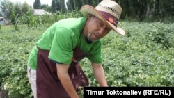 Манар-ата на своей онлайн-ферме, село Бирдик, Чуйская область, Кыргызстан.