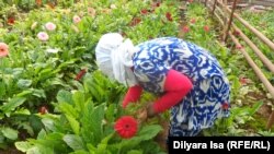 Работница в теплице крестьянского хозяйства "Бухарбаев" в Южно-Казахстанской области. 5 апреля 2016 года.