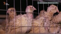 Переселенка з Алчевська розводить перепелів на Львівщині (відео)