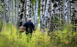 Сбор грибов в Ивановской области