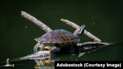 Чырванавухая чарапаха