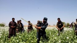 در چند سال پیهم بیشترین کوکنار افغانستان در هلمند کشت شده است