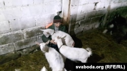 Мікалай Мігановіч даглядае за козамі