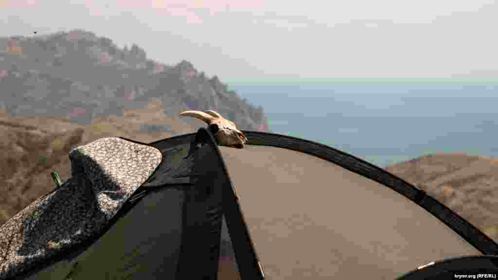 Череп кози на тлі Карадагу