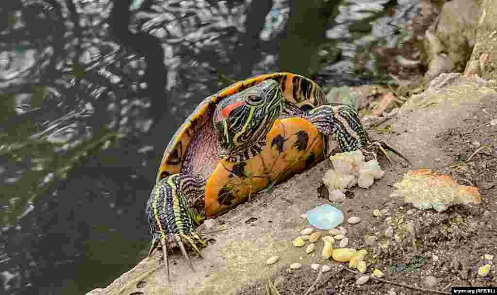 Вилізла з того ж ставка на берег черепаха &ndash; чи то просто погрітися на сонці, чи то тільки поласувати принесеними дарами відвідувачів