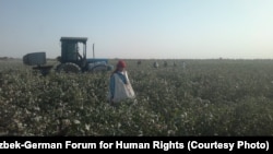 Рабочие на хлопковых полях в Узбекистане.  12 сентября 2012 года. 