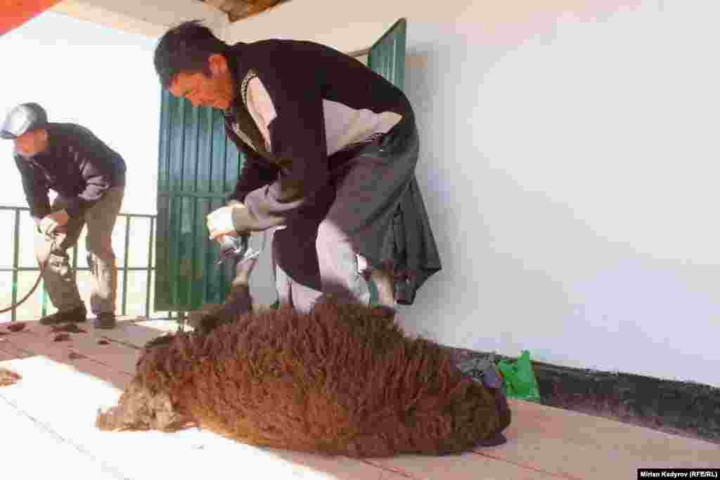 Эмканада кой кыркса да болот. Бир койду отуз сомго кыркып беришет.&nbsp;