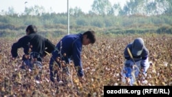 Сбор хлопка. Узбекистан. Иллюстрация.