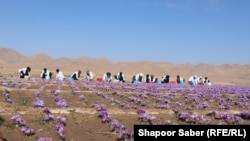 تغییرات اقلیمی و گرما تاثیرات منفی بر روند کشت زعفران در ولایت هرات بجا گذاشته است.