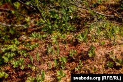 Марошка на балоце Ельня